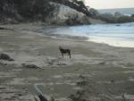 Curtis Island National Park - Joey's Camp