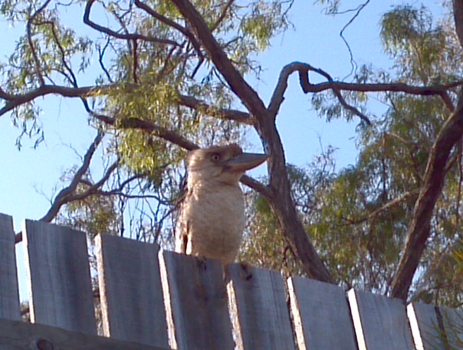 Kook Bird