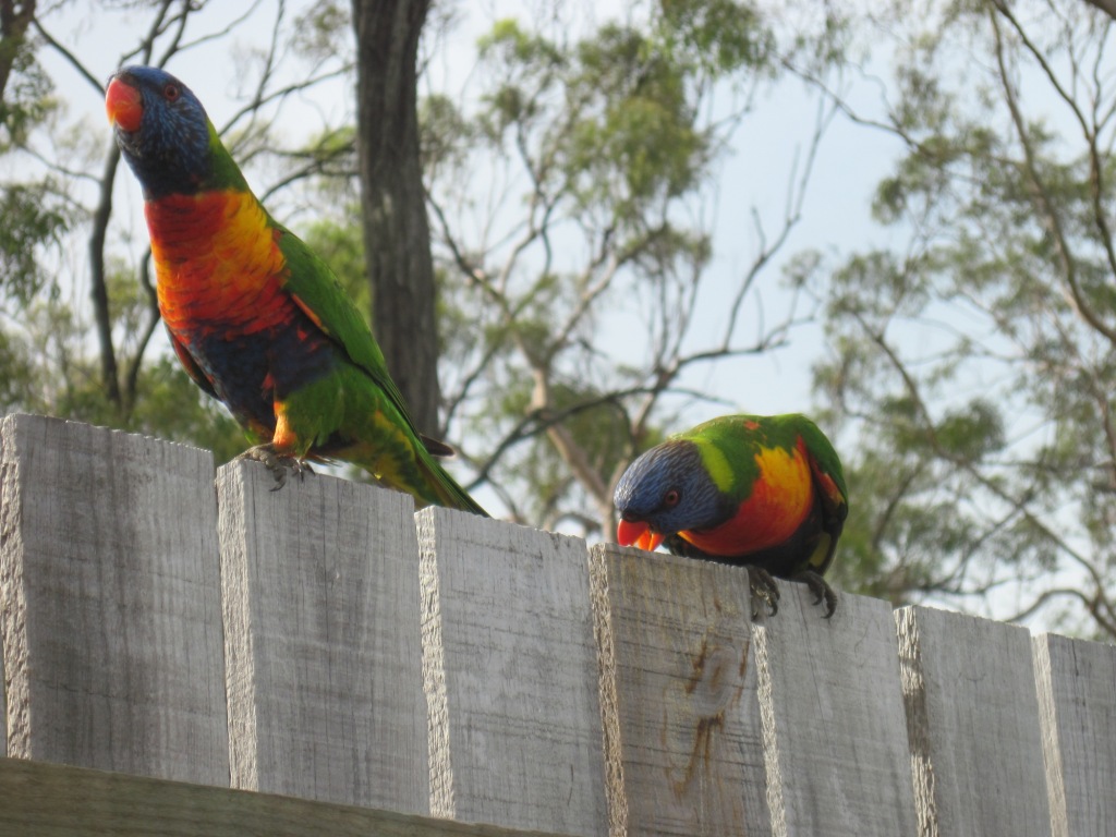 Rainbow Lorikeets 2
